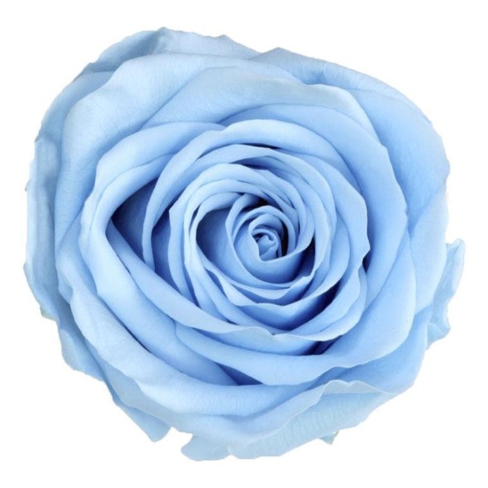 ROSA STANDARD BOX 6 LIGHT BLUE